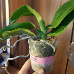 Phalaenopsis Sogo Relex FS j2