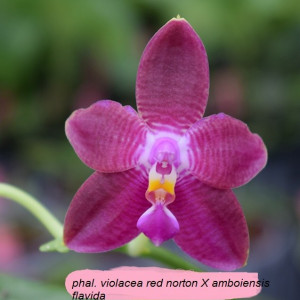 Phalaenopsis Violacea Red Norton X Ph. Amboinensis Flavida