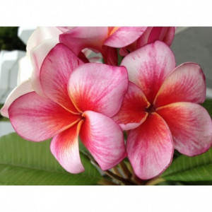 Plumeria Pocahontas