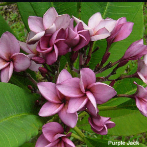 Plumeria Purple Jack