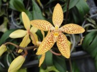 renanthopsis mildred jameson "bonsall" HCC/AOS