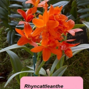 Rhyncattleante Young-Min Orange Fs