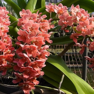 Rhynchostylis Gigantea Peach