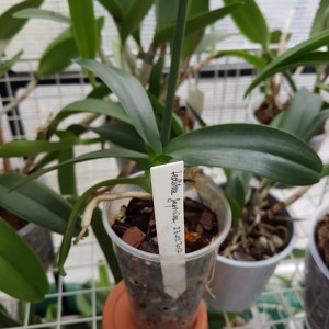 Sedirea Japonica FS