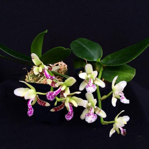 Sedirea Japonica J1 FS