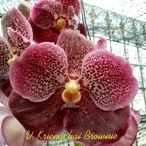 V. Kriengchai Brownie no. 230 FS
