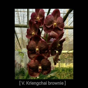 Vanda Kriengchai Brownie no. 240