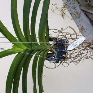 Vanda Kriengchai Brownie no. 240