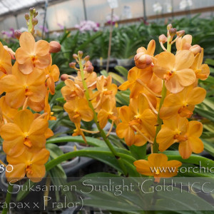 Ascda. Suksamram Sunlight AM/Korat