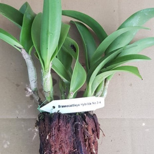BC. Jairak Fire Star