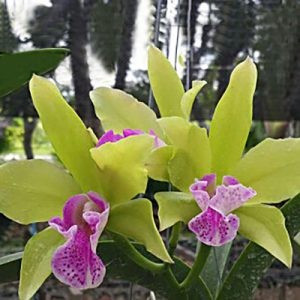 Bc. Mem Helen Brown x Little stars