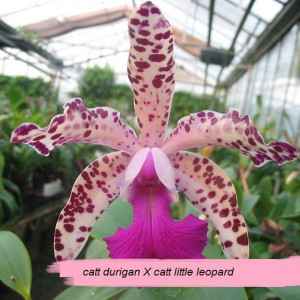Blc. Durigan X Cattleya Little Leopard