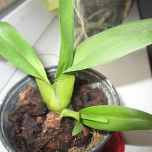 Bratonia Toscana CB2