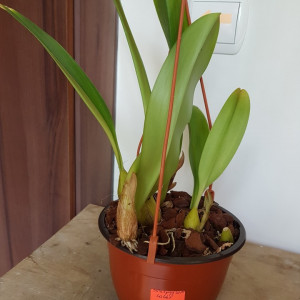 Bubophyllum lobbi