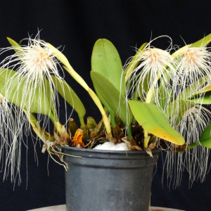 Bulbophyllum Medusae FS