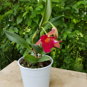 Cattleya roz degrade