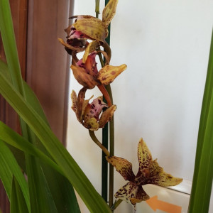 Cymbidium 1T