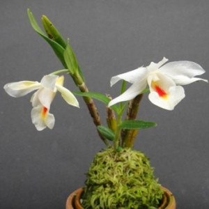 Dendrobium Fuerstenbergianum
