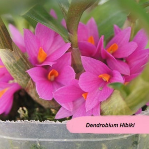 Dendrobium Hibiki FS