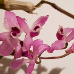 Dendrobium parishii - clumps
