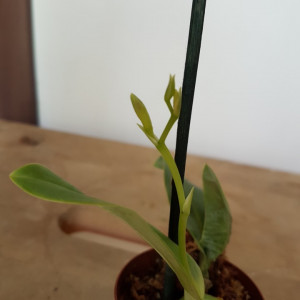 Encyclia campylostalix