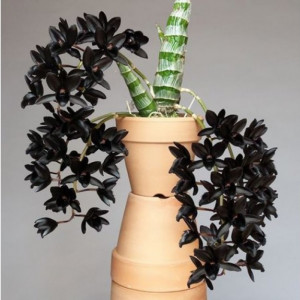 Fredclarkeara After Dark Black Pearl w1 NFS