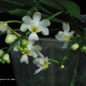 Kingidium Deliciosum var. Album FS