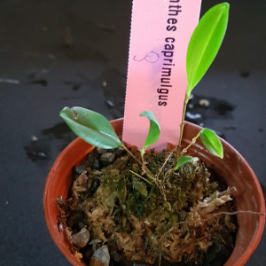 Lepanthes Caprimulgus FS