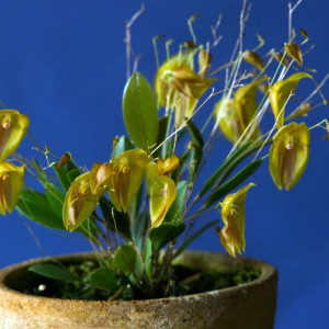 Lepanthes Escobariana FS