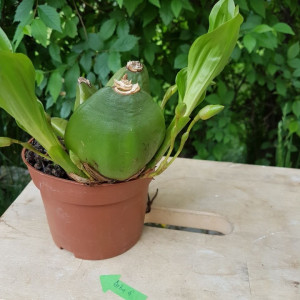 Lycaste Aromatica