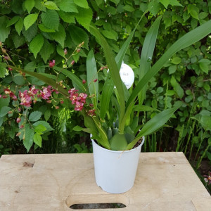 Oncidium Twinkle rosu
