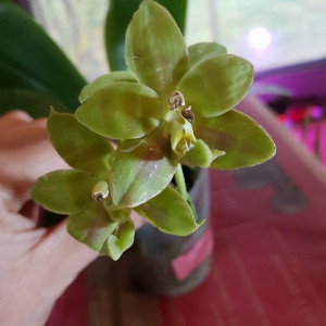 Phal. Brother Ambo Passion X Phal. Jessie Lee var. A FS