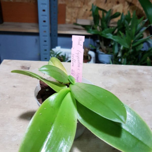 (Phal, Gigantea X Phal. Hierogliphyca) X Phal. Bellina WU