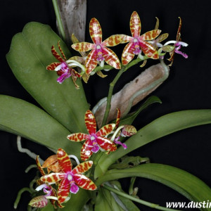 Phalaenopsis Bastianii FS