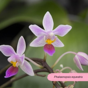 Phalaenopsis Equestris