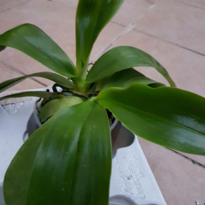 Phalaenopsis Hierogliphyca XMacassar