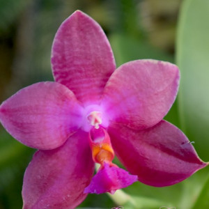Phalaenopsis Jungo Cherry SKY