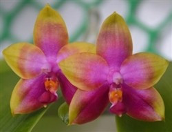 Phalaenopsis Princess Kaiulani FS