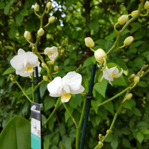 Phalaenopsis Sogo Popcorn