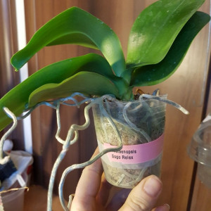 Phalaenopsis Sogo Relex FS j2