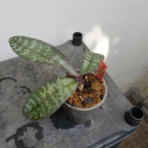 Phalaenopsis Stuartiana var. Punctatissima FS