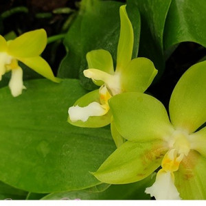 Phalaenopsis tsay's evergreen x yaphon green canary