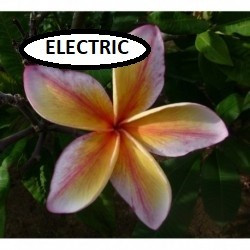Plumeria Electric