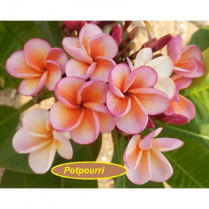 Plumeria Potpouri