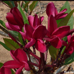 Plumeria Red Jack