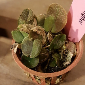 Psychopsiella Limminghei FS