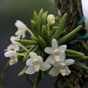 Pteroceras semiteretifolium
