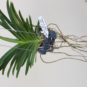 RHCTM. Sagrik Gold x ASCTM. Curvifolium, double plants