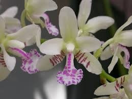 Sedirea Japonica FS