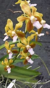 V. Lamellata x V. Mem. Tienchai (hybrid)